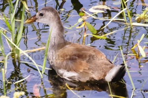 Common Moorhen - Gallinula chloropus,  juvenile